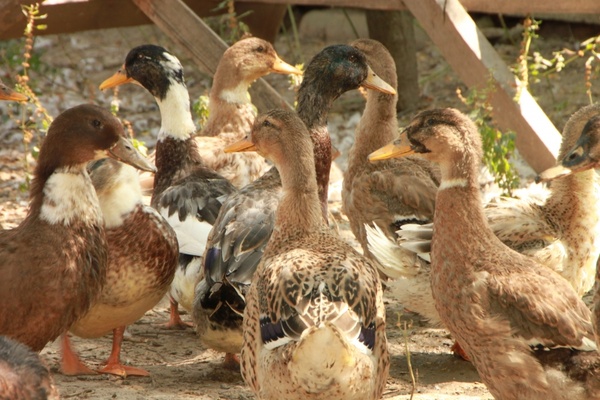  Проводится вакцинация домашней птицы на территории Михановичского сельсовета!